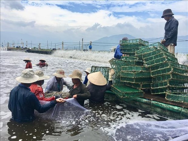 Làm giàu từ nuôi tôm trên bạt