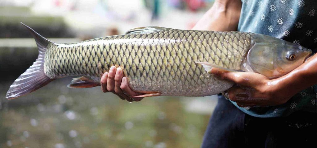 Mô hình nuôi Cá trắm cỏ, thu lời 100 triệu/năm