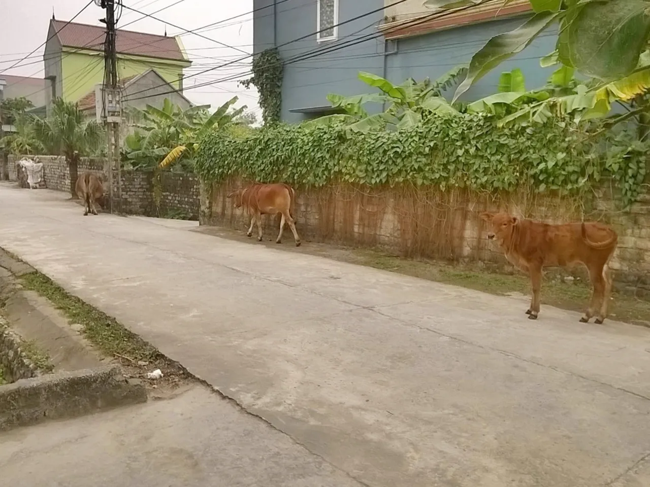 Chân Quê — Nguyễn Bính