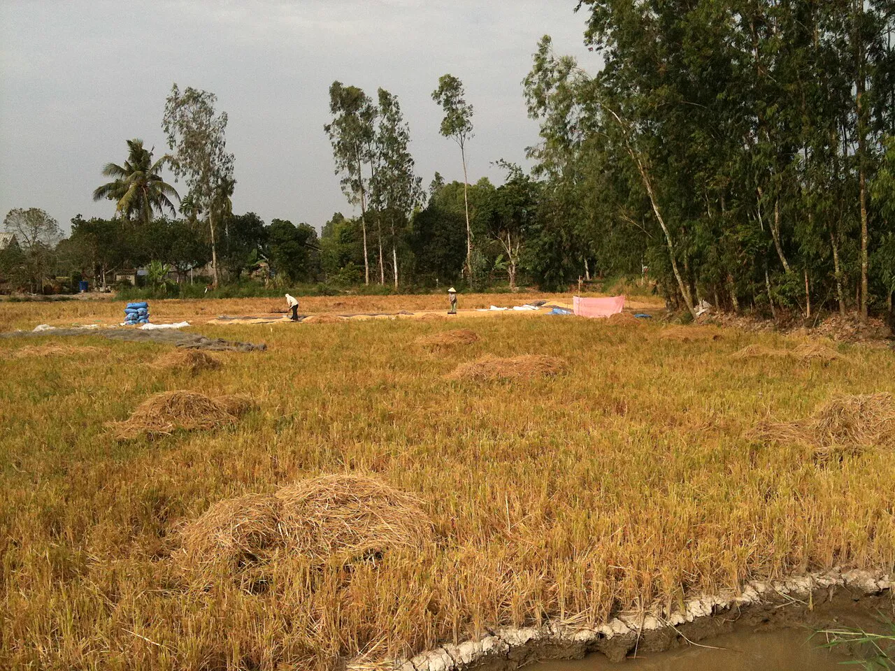 Hạt Gạo Làng Ta — Trần Đăng Khoa